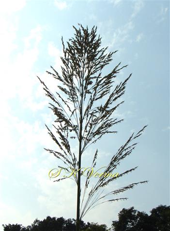  Inflorescence - Panicle